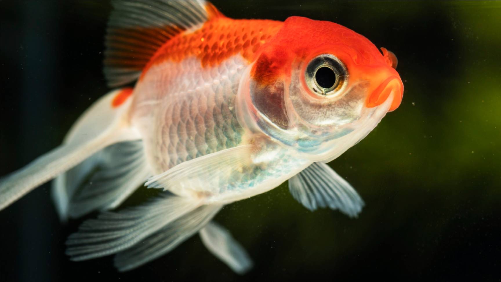 Lesson 22 - Gold fish